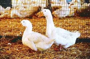 Our Pekin Duck Breeding Program