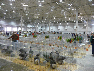 Crossroads Poultry Show Report