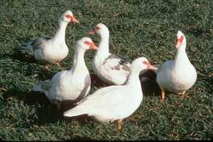 Proposed Regulations for Muscovy Ducks