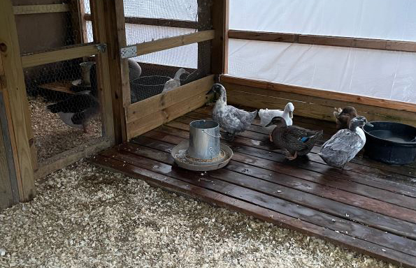 DIY Waterer Solutions for Keeping Your Pen Clean & Dry