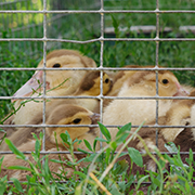 Raising Babies in Small Flocks Outdoors