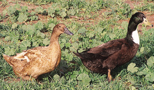 Golden 300 Hybrid Layer Duck | Metzer Farms