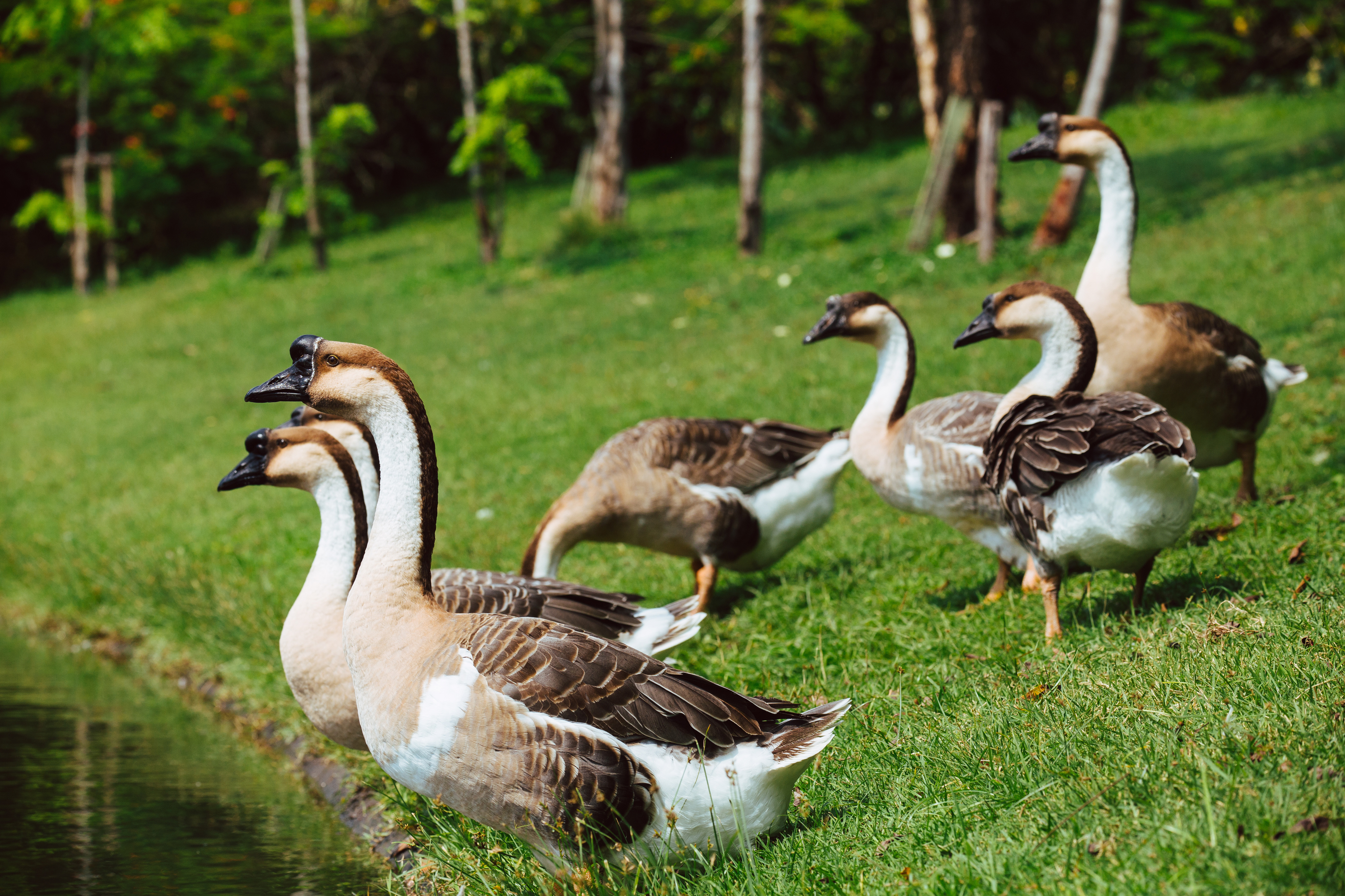 Guard Geese