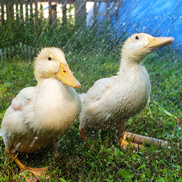 Keeping Your Ducks Cool During A Heat Wave
