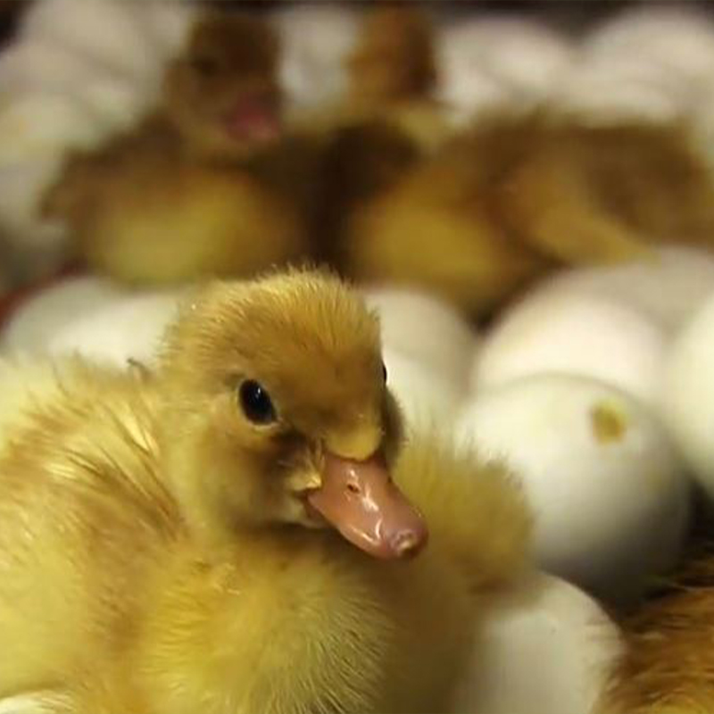 Home Incubator Recommendations for Hatching Duck Eggs