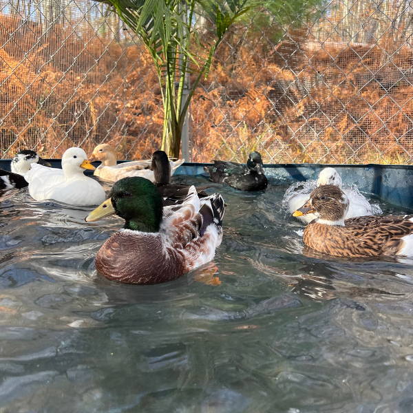 10 Things You Should Know Before You Get Pet Ducks