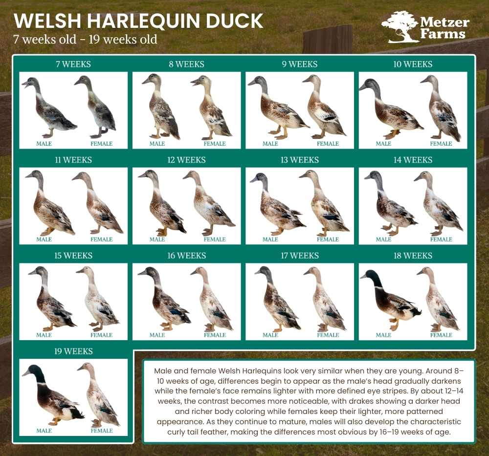How Ducks Change as They Grow (Photos and Quacks by Age)