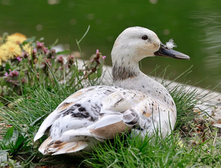 Welsh Harlequin Duck | Metzer Farms