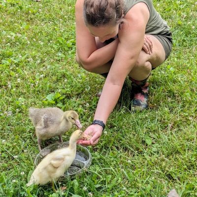 How to Raise Friendly Ducks