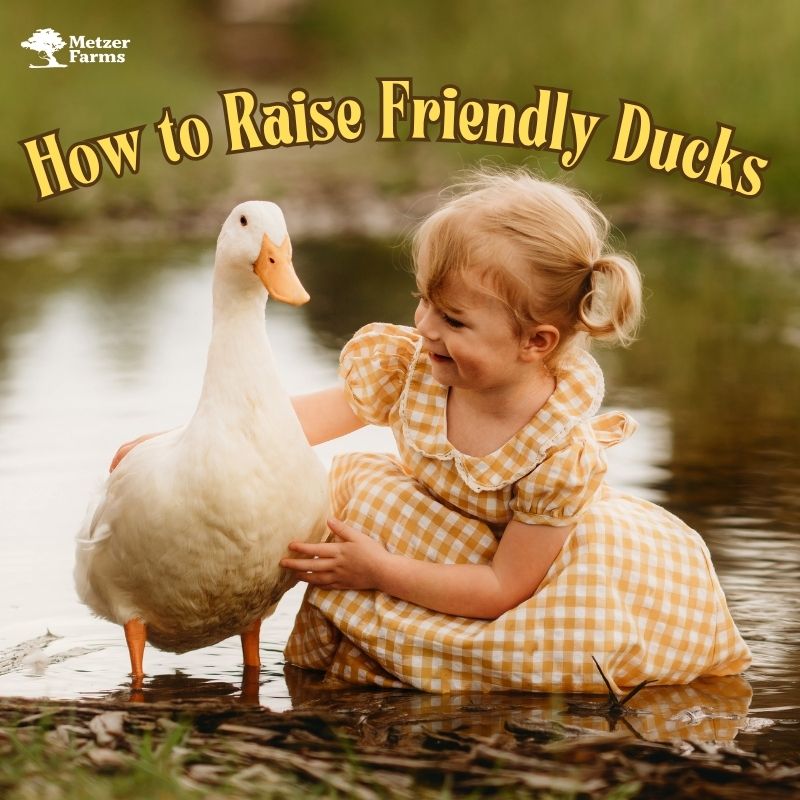How to Raise Friendly Ducks