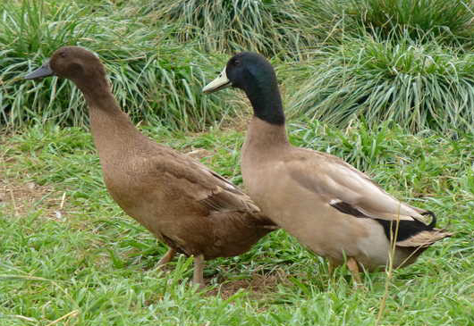 Khaki Campbell Duck | Metzer Farms