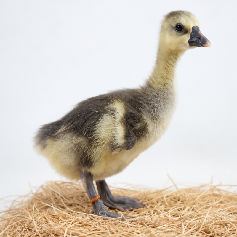 Chinese - Brown Geese