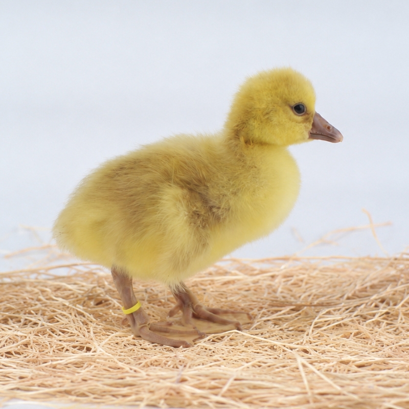 Baby Buff Gosling | Buff Geese for Sale | Metzer Farms | Buy an American Buff Goose Online | Buff Goslings from Metzer Farms | Live American Buff Geese | American Goose Breeds