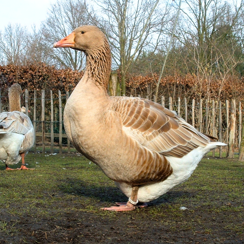 Buff Gosling (BG♂) Male