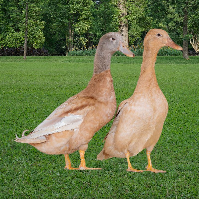 Buff Duck Male Buff Duck Male