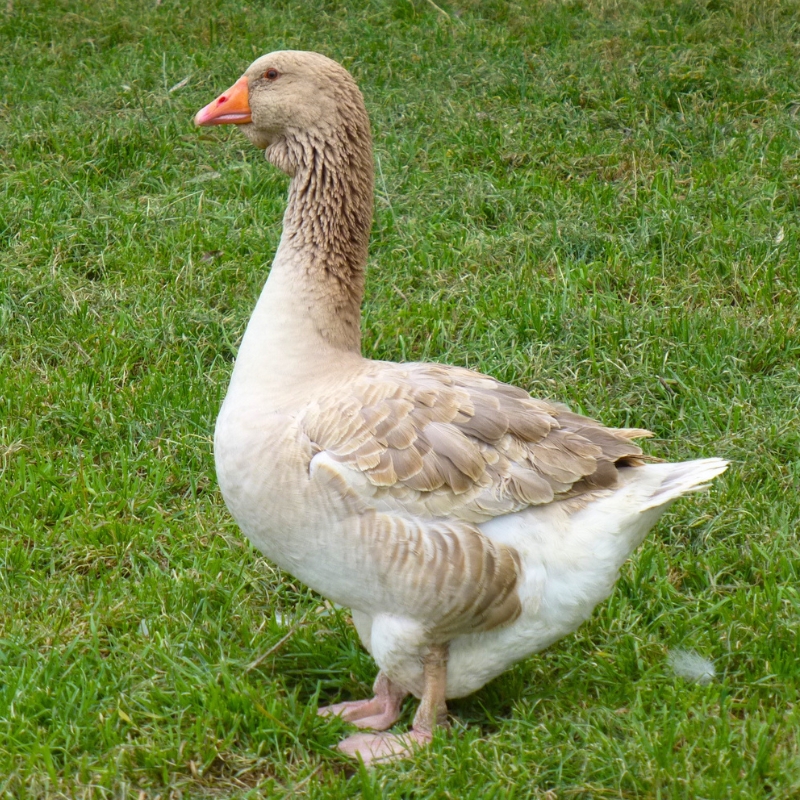 Buff Toulouse Goose in a Field | Buff Toulouse Geese | Metzer Farms | Buff Toulouse Geese For Sale Online | Buff Goslings Available Today | Buy This Rare Goose Breed From Metzer Farms