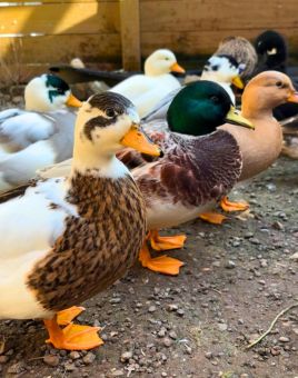 Two Black Call Ducks with White Text | Call Ducks | Metzer Farms | Buy Call Ducks from Metzer Farms | Pastel & Snowy Call Ducks for Sale | Call Duck Breeds & Colors