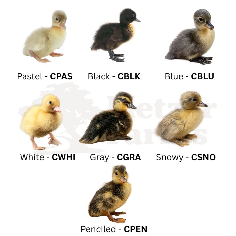 Two Black Call Ducks with White Text | Call Ducks | Metzer Farms | Buy Call Ducks from Metzer Farms | Pastel & Snowy Call Ducks for Sale | Call Duck Breeds & Colors