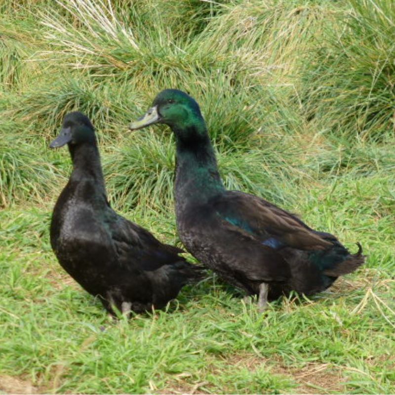 Cayuga Duck Ducklings