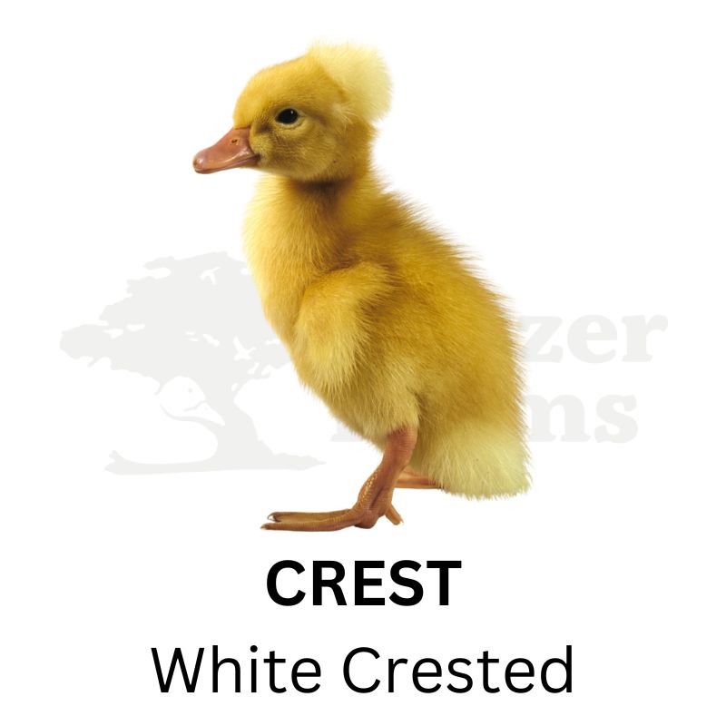 Premium Duck Assortment | Metzer Farms | Premium Ducks for Sale Online | Ducks for Sale