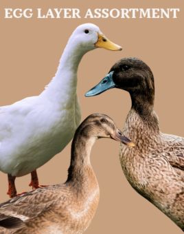 Egg Laying Ducklings in a Field | Metzer Farms | Collection of Egg Laying Ducks for Sale Online | Female Ducks for Sale