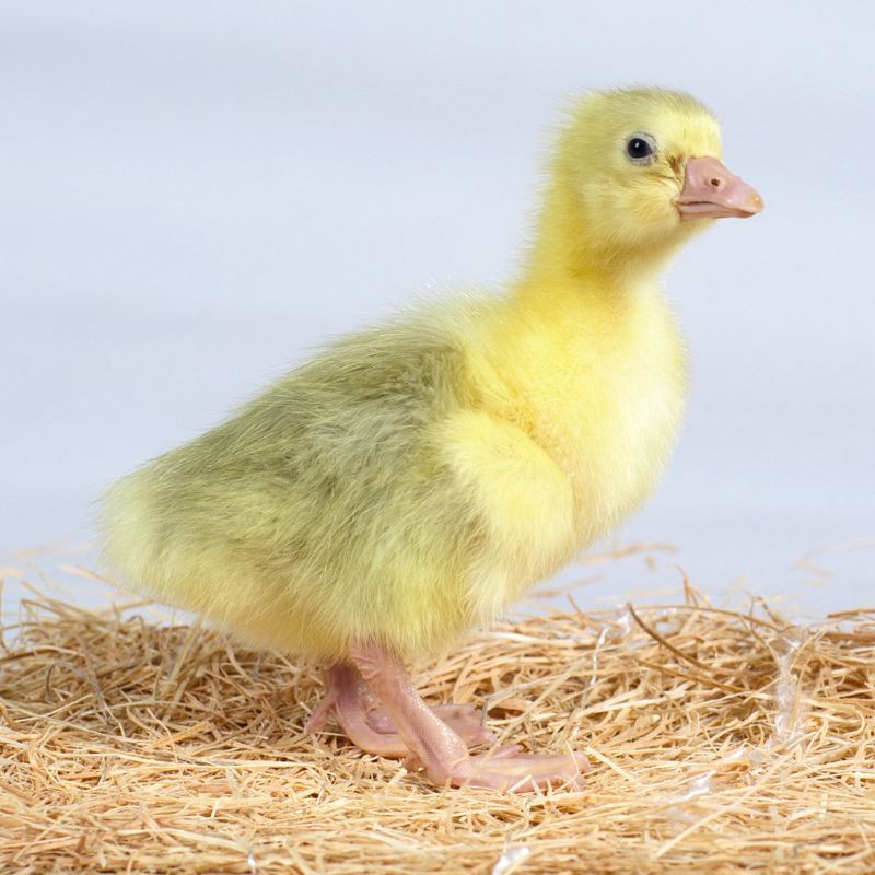 Flock of Five Embden Geese | White Embden Geese | Metzer Farms | Buy Live Embden Geese & Goslings Online from Metzer Farms | Live Baby Geese for Sale | Emden Goose Characteristics