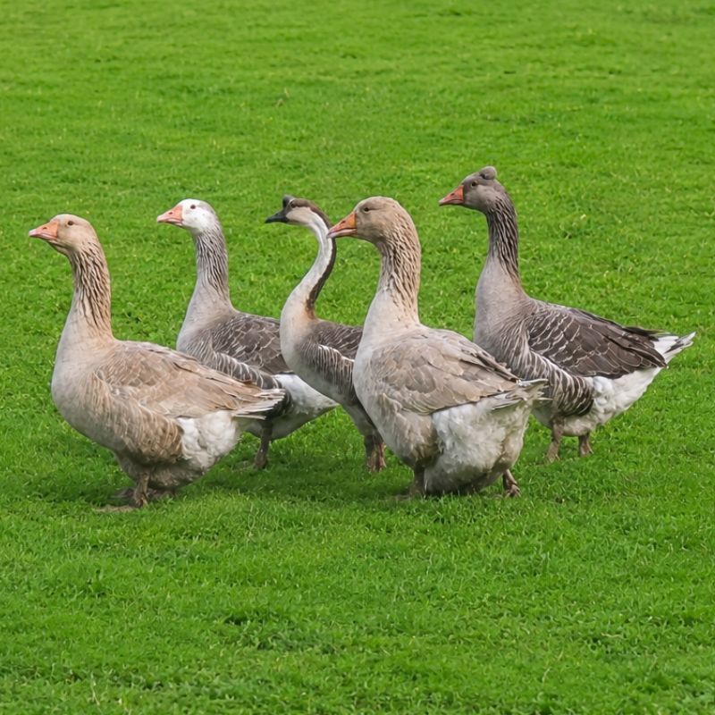 Flock of Five Rare Geese | Fancy Goose Package | Metzer Farms | Buy Geese of Rare Breeds | Rare Types of Geese | Buy Goose Breed Variety Packages from Metzer Farms