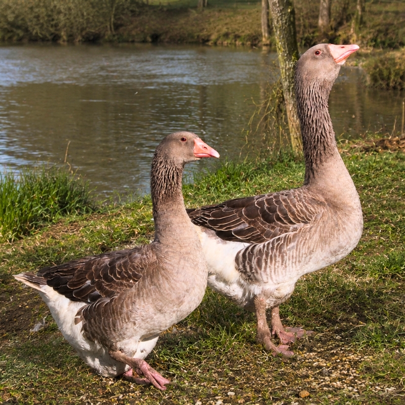French Toulouse Goose (FT♂) Male