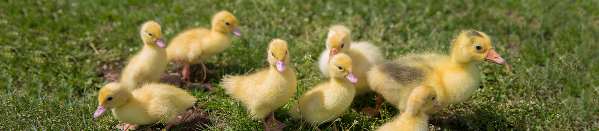 Ducklings.jpg