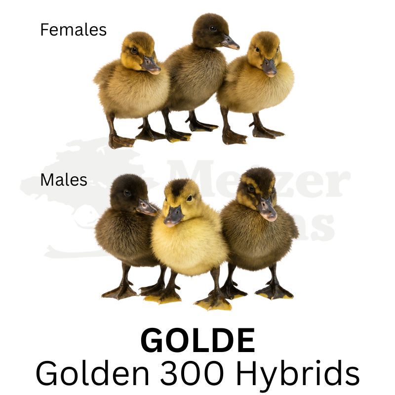 Egg Laying Ducklings in a Field | Metzer Farms | Collection of Egg Laying Ducks for Sale Online | Female Ducks for Sale