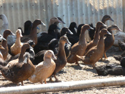 Ducklings Week Seven