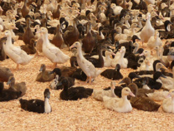 Ducklings Week Four