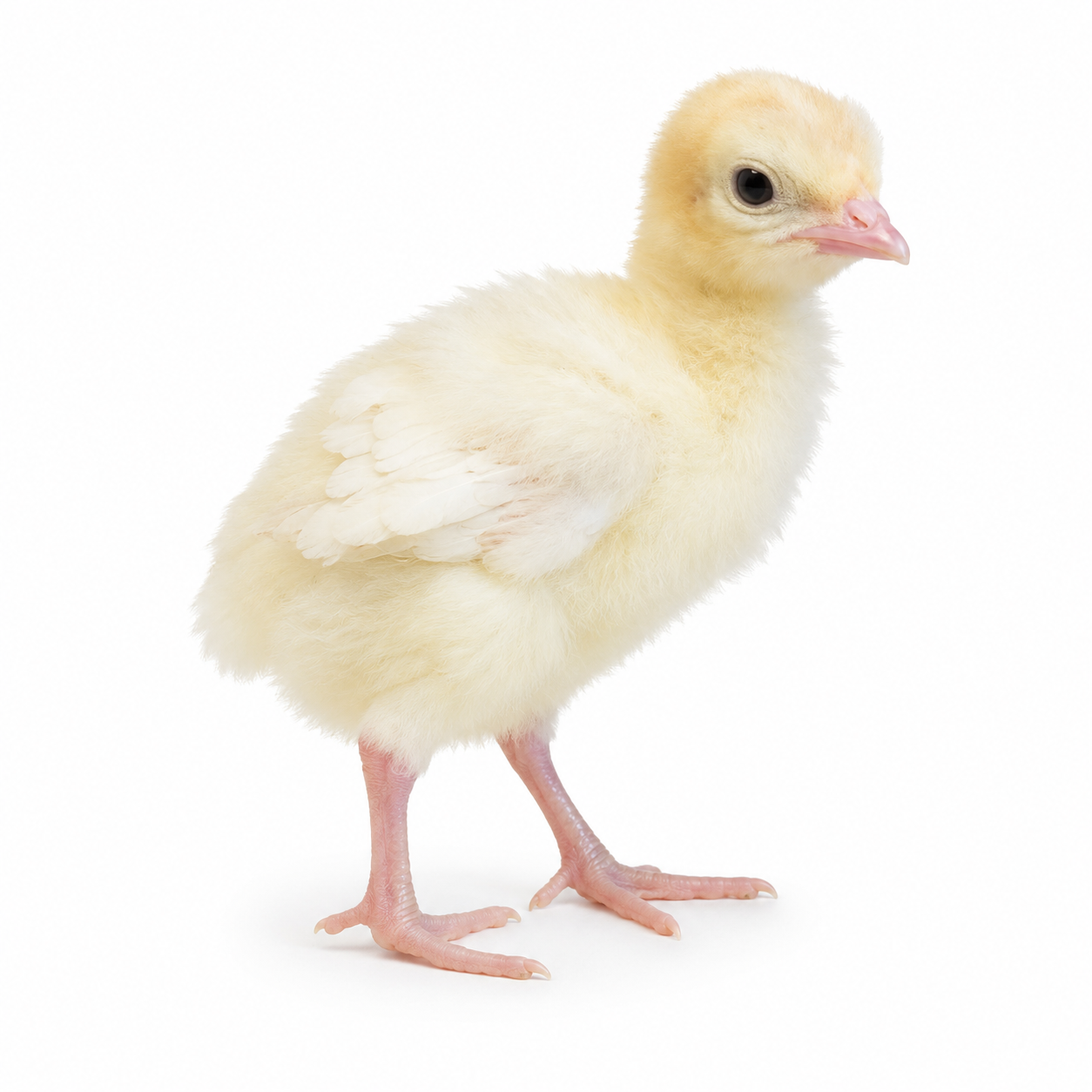White Holland Turkeys | Metzer Farms | Buy White Holland Turkeys Online from Metzer Farms | White Hollan Tom | White Holland Hen | White Holland Turkeys as Pets or for Eggs | Live White Holland Turkeys for Sale