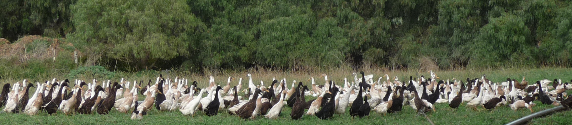 Metzer Farms Ducks & Geese for Sale Online, Buy Ducks & Geese, Breeding Ducks ...