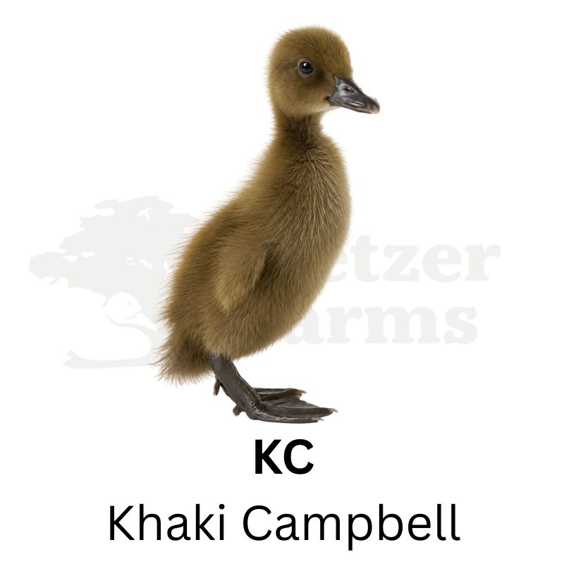 Egg Laying Ducklings in a Field | Metzer Farms | Collection of Egg Laying Ducks for Sale Online | Female Ducks for Sale