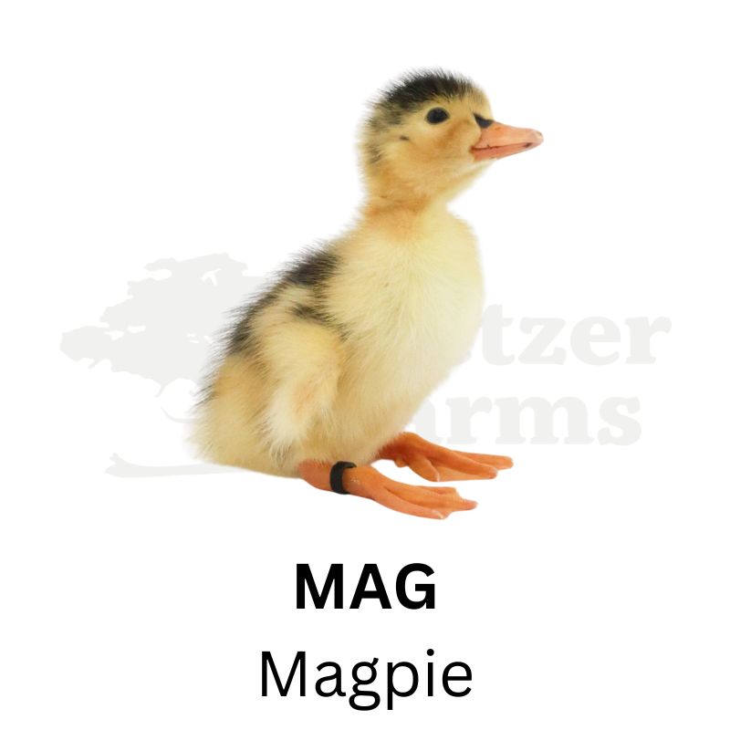 Premium Duck Assortment | Metzer Farms | Premium Ducks for Sale Online | Ducks for Sale