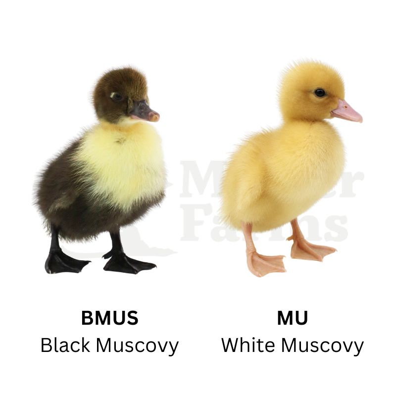 Adult Muscovy Duck w/ Ducklings | Metzer Farms | Muscovy Ducks for Sale | Duck with Wry Neck | Hatching Muscovy Eggs for Sale