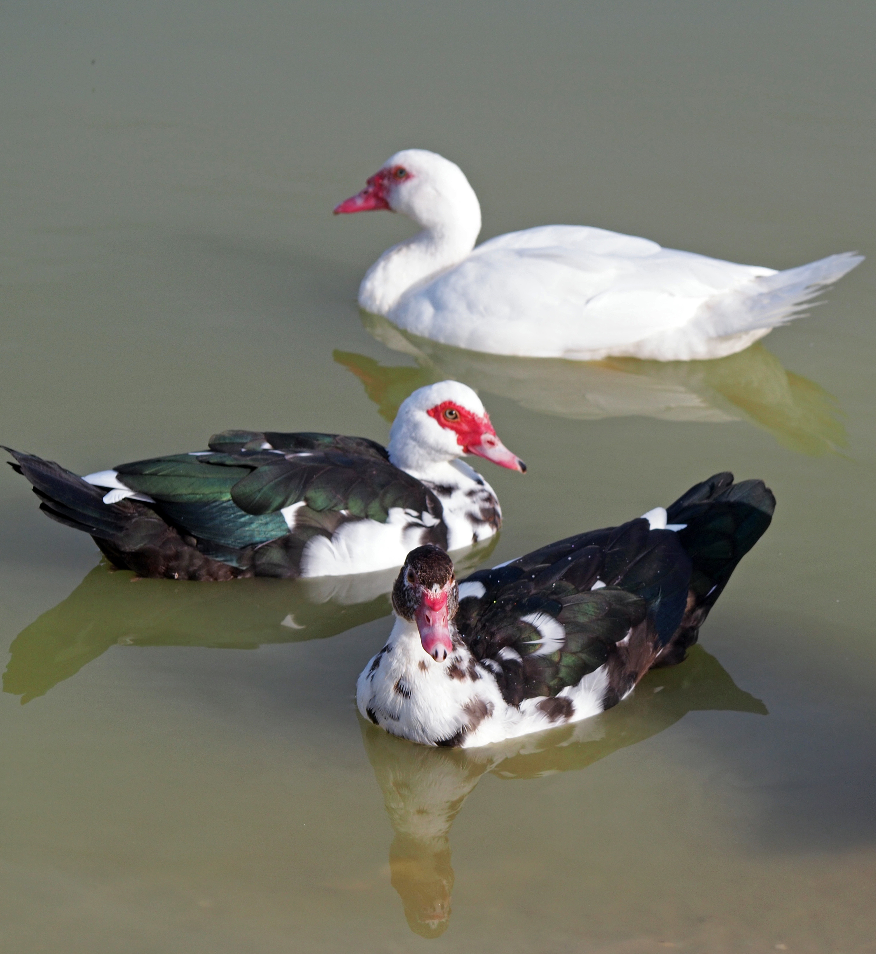 Adult Muscovy Duck w/ Ducklings | Metzer Farms | Muscovy Ducks for Sale | Duck with Wry Neck | Hatching Muscovy Eggs for Sale