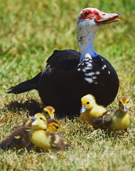 Black Muscovy Ducks for Sale