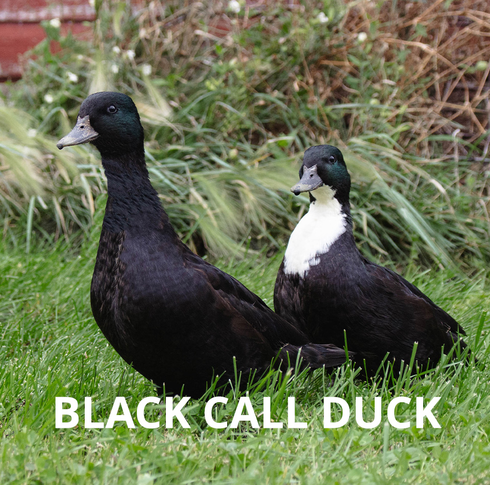 Call Ducks