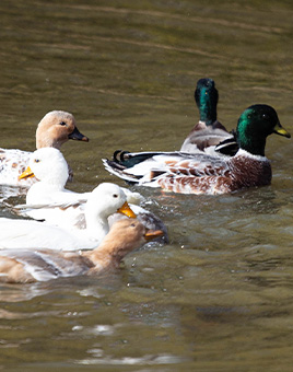Assorted Call Ducks for Sale