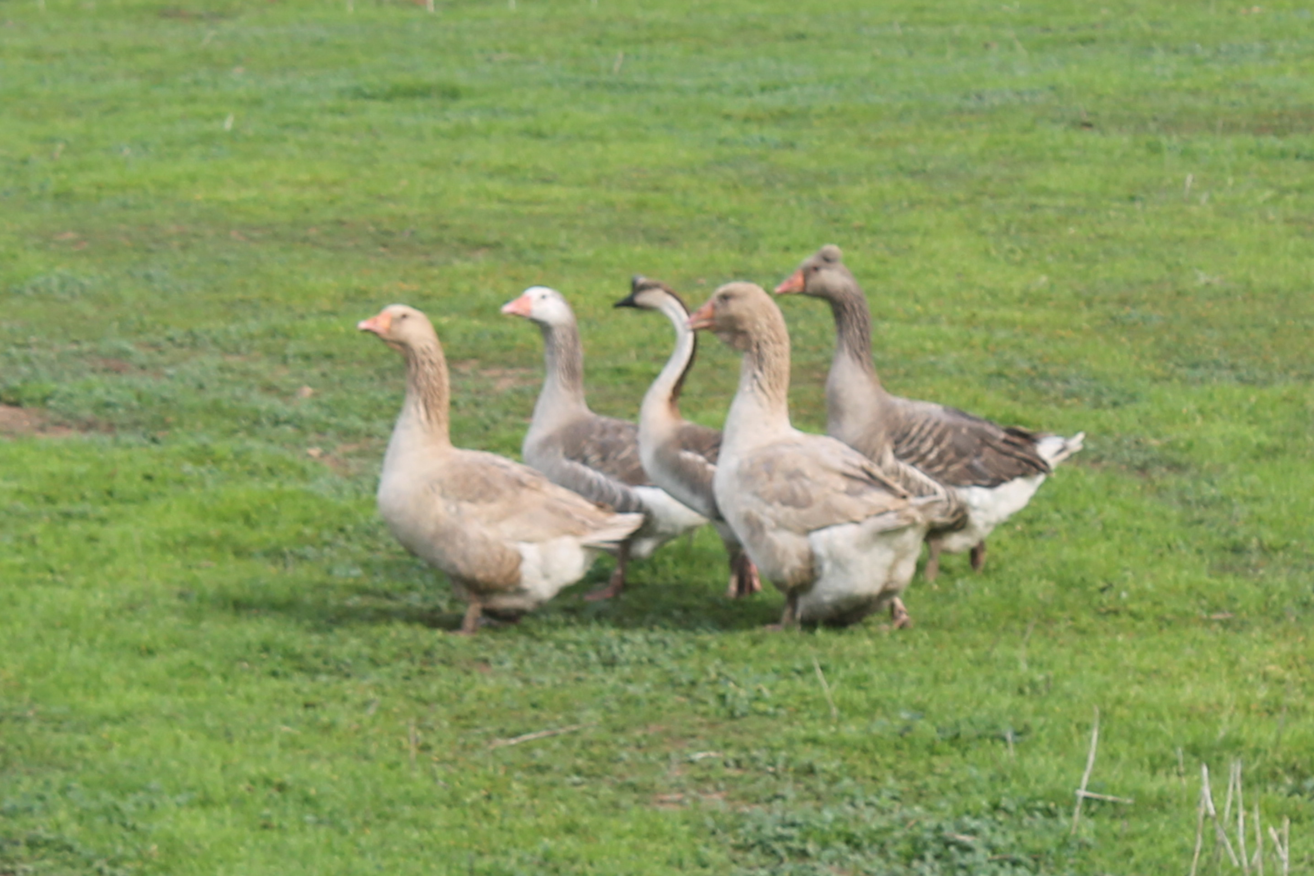 Flock of Five Rare Geese | Fancy Goose Package | Metzer Farms | Buy Geese of Rare Breeds | Rare Types of Geese | Buy Goose Breed Variety Packages from Metzer Farms