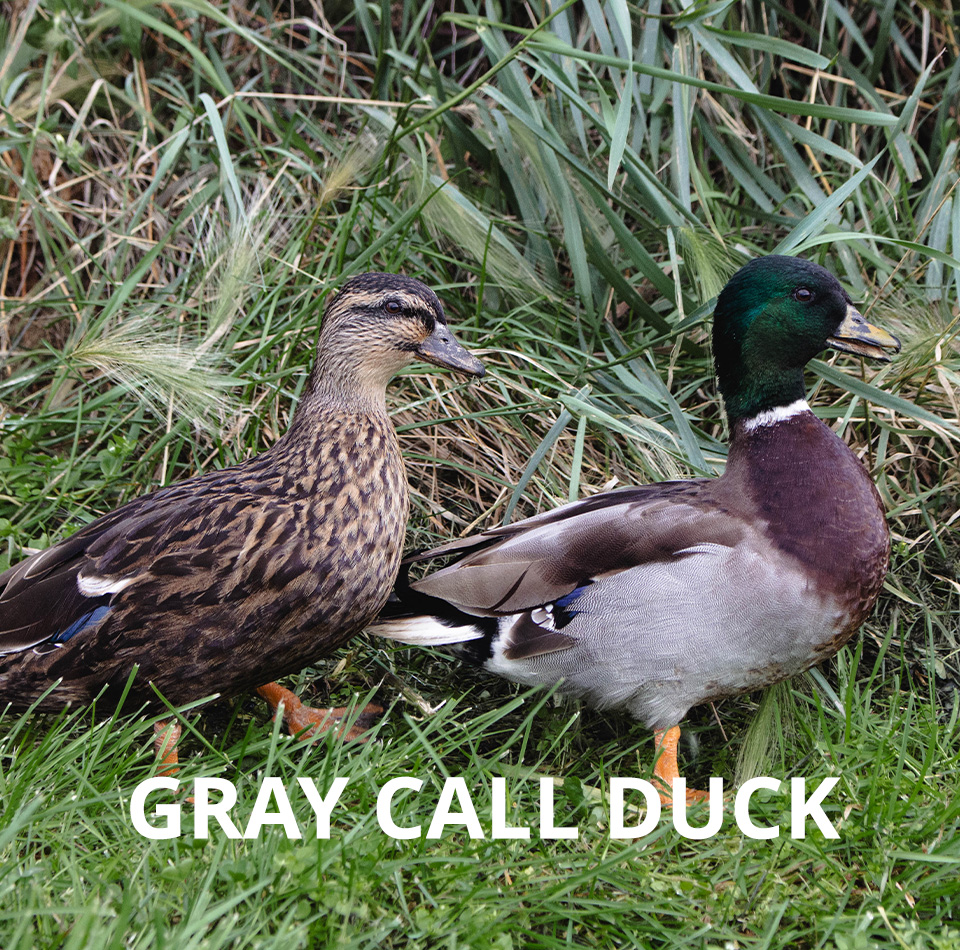 Call Ducks