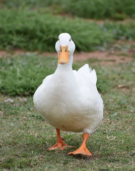 Pekin Grimaud Hybrid Ducks