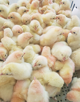 Cornish Cross Chickens