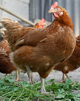 Brown Egg Layer Chickens