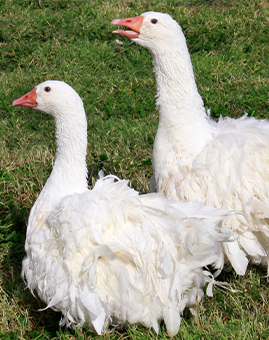 Sebastopol Geese for Sale