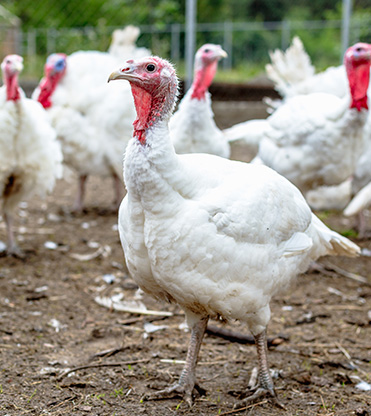 Narragansett Turkeys | Metzer Farms | Buy Narragansett Turkeys Online from Metzer Farms | Narragansett Tom | Narragansett Hen | Narragansett Turkeys as Pets or for Eggs | Live Narragansett Turkeys for Sale