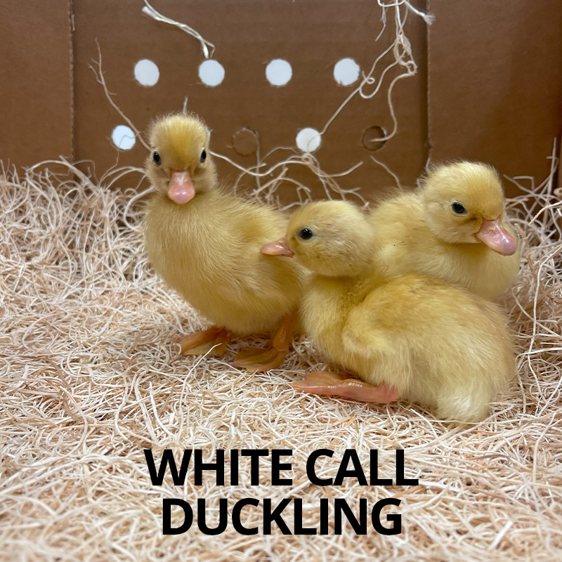 Call Ducks For Sale Ducklings Hatching Eggs Metzer Farms