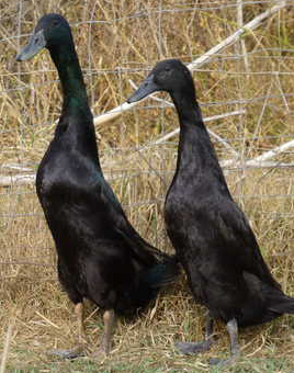 Black Runner Ducks for Sale